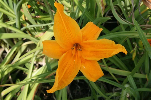 Garten-Taglilie 'Burning Daylight'