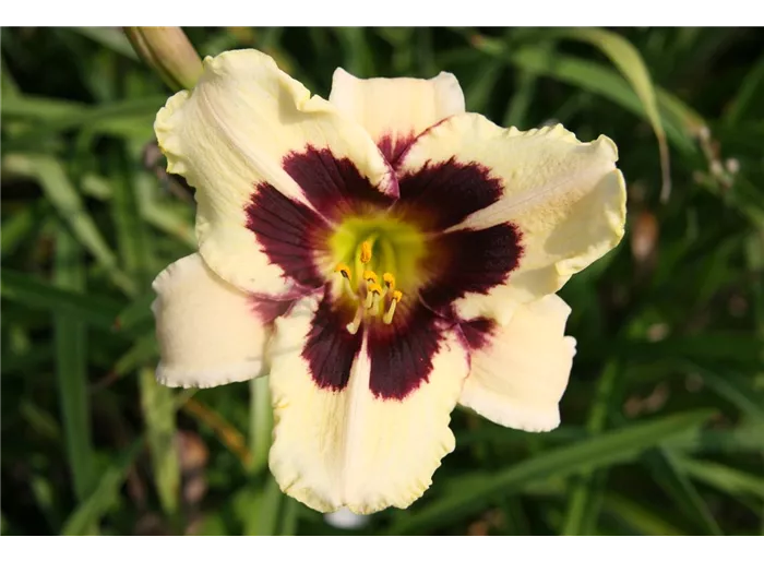 Garten-Taglilie 'Canadian Border Patrol'