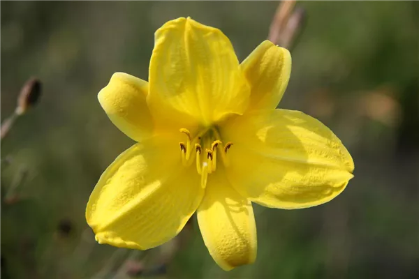 Garten-Taglilie 'Corky'