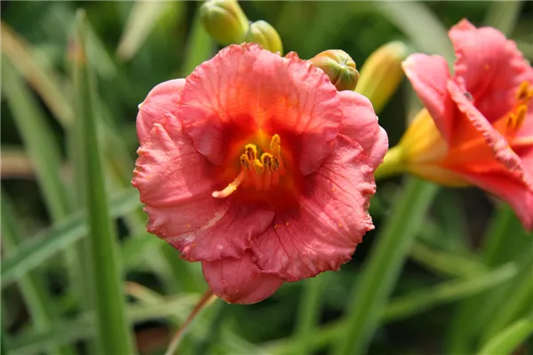 Garten-Taglilie 'Cosmopolitan'