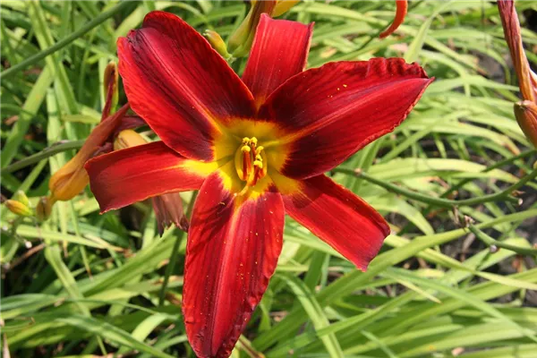 Garten-Taglilie 'Crimson Pirate'