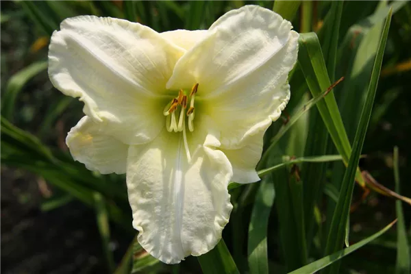 Garten-Taglilie 'Gentle Shepherd'