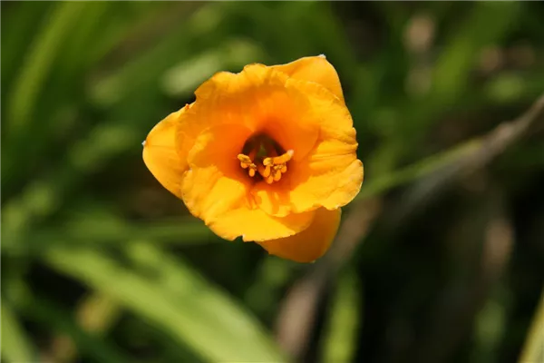 Garten-Taglilie 'Knickknack'