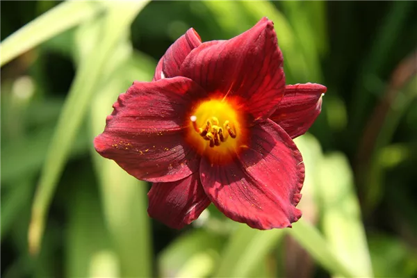 Garten-Taglilie 'Little Joy'