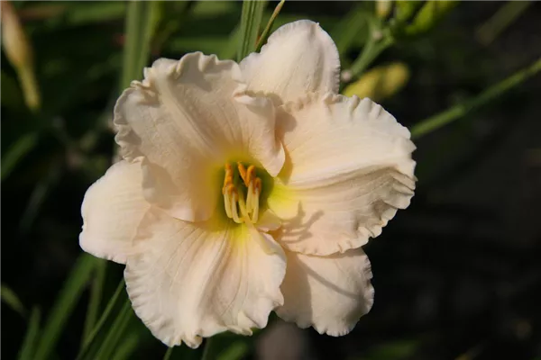 Garten-Taglilie 'Lullaby Baby'