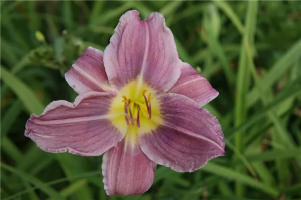 Garten-Taglilie 'Prairie Blue Eyes'