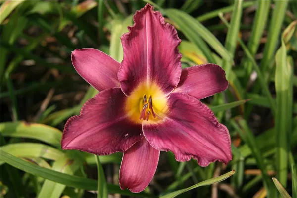 Garten-Taglilie 'Russian Rhapsody'