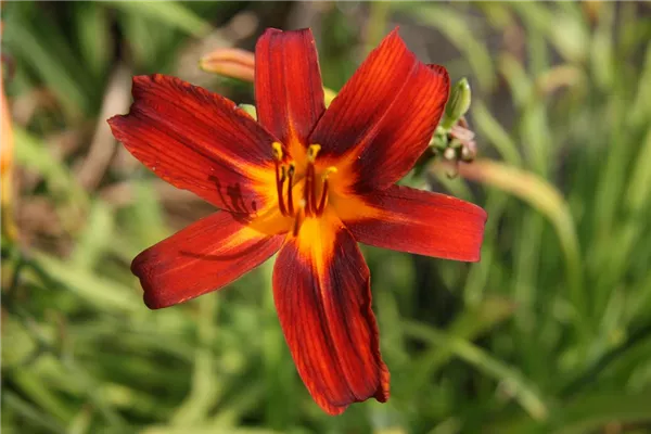 Garten-Taglilie 'Sammy Russel'