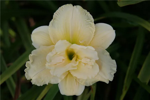 Garten-Taglilie