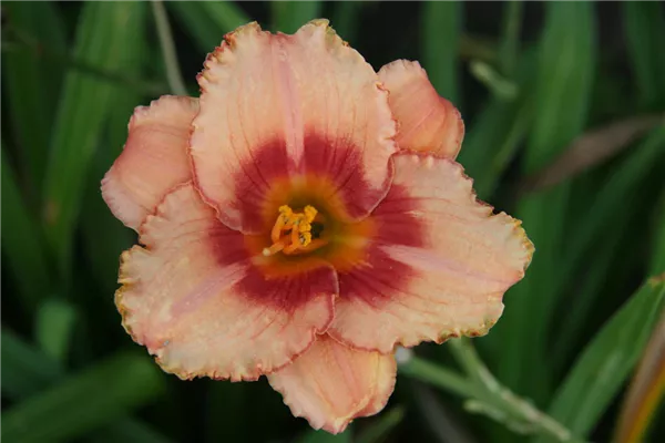 Garten-Taglilie 'Strawberry Candy'