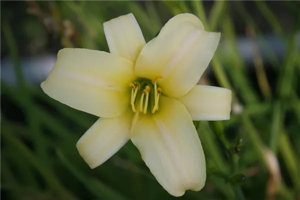 Garten-Taglilie 'White Jade'