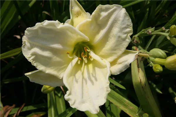 Garten-Taglilie 'White Temptation'