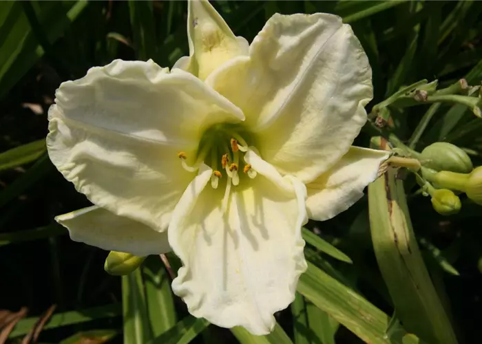 Hemerocallis x cult.'White Temptation'