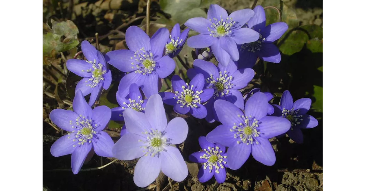 Hepatica nobilis, Gewhnliches Leberblmchen - Bamberger Staudengarten  Strobler