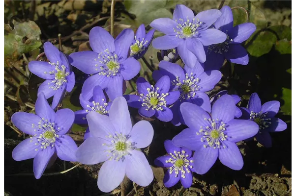 Gewöhnliches Leberblümchen