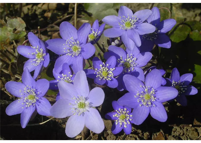 Hepatica nobilis