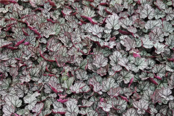 Garten-Silberglöckchen 'Jade Gloss'