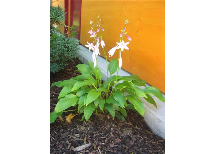 Hosta lancifolia