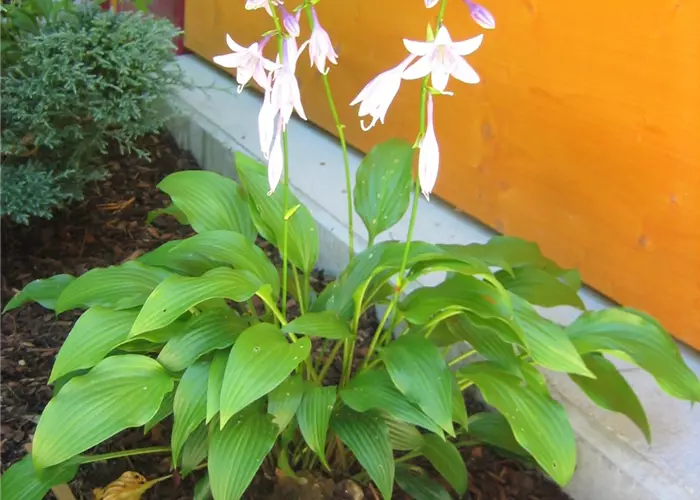 Hosta lancifolia