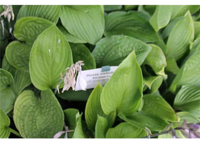 Hosta sieboldiana