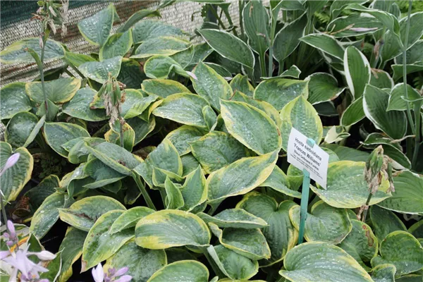 Blaue Gelbrand-Garten-Funkie 'Frances Williams'