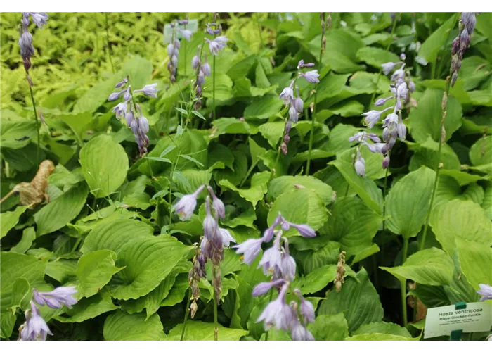 Hosta ventricosa