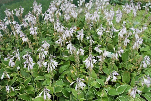Gelbweißrandige Garten-Glocken-Funkie 'Aureo-marginata'