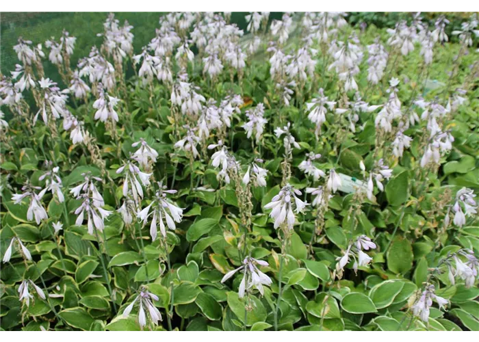 Hosta x fortunei 'Aureo-marginata'