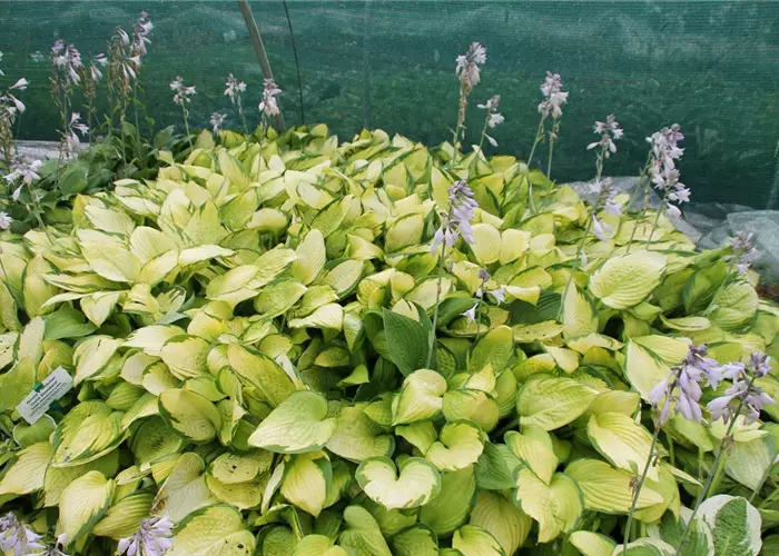 Hosta x fortunei 'Gold Standard'