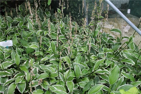 Weißrandige Wellblatt-Garten-Funkie 'Albomarginata'