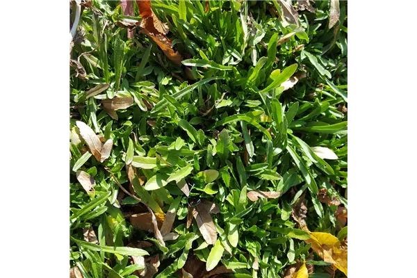 Garten-Sandglöckchen 'Blaulicht'