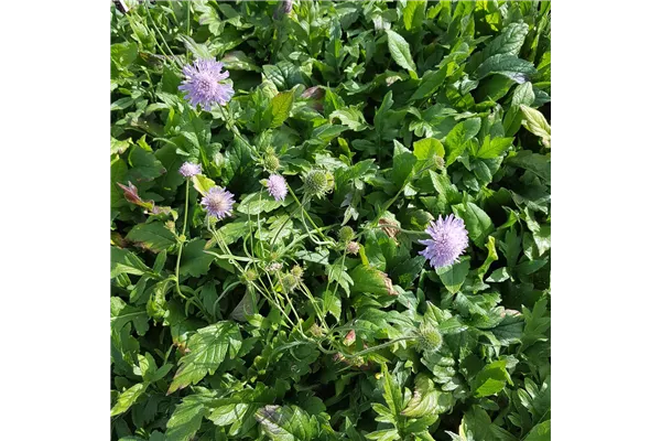 Acker-Witwenblume