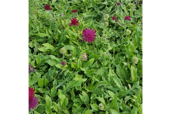 Mazedonische Witwenblume