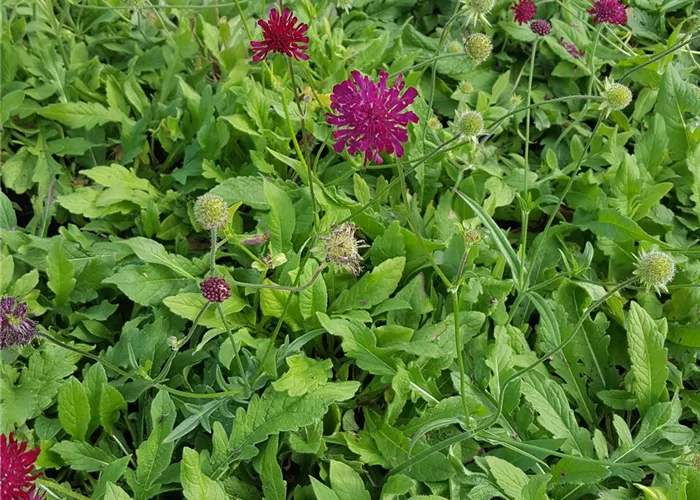 Knautia macedonica