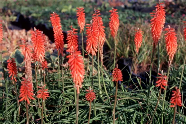 Garten-Fackellilie 'Nancy´s Red'