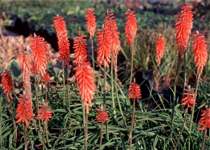 Kniphofia uvaria 'Nancy's Red'