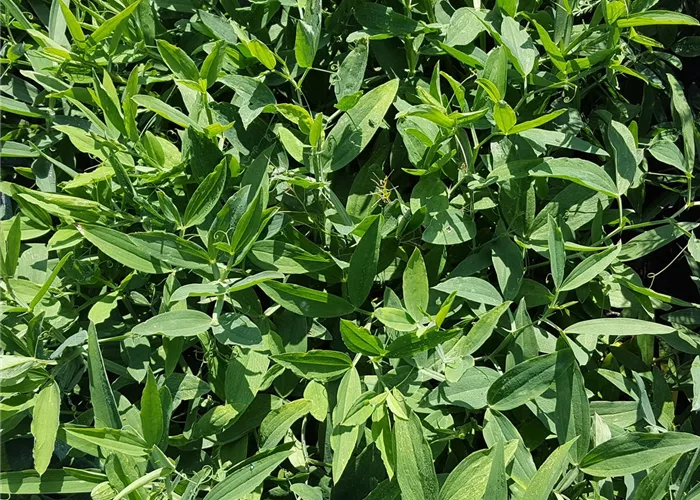 Lathyrus latifolius 'Rosa Perle'