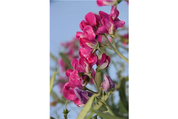 Garten-Platterbse 'Rote Perle'