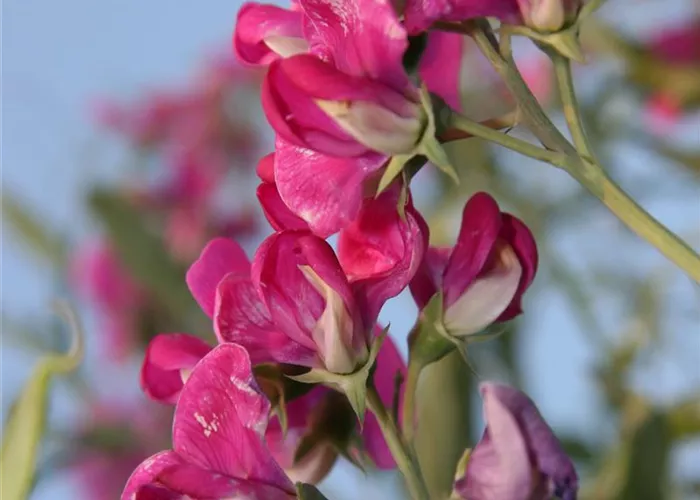 Lathyrus latifolius 'Rote Perle'