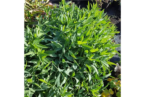Garten-Platterbse 'Weiße Perle'