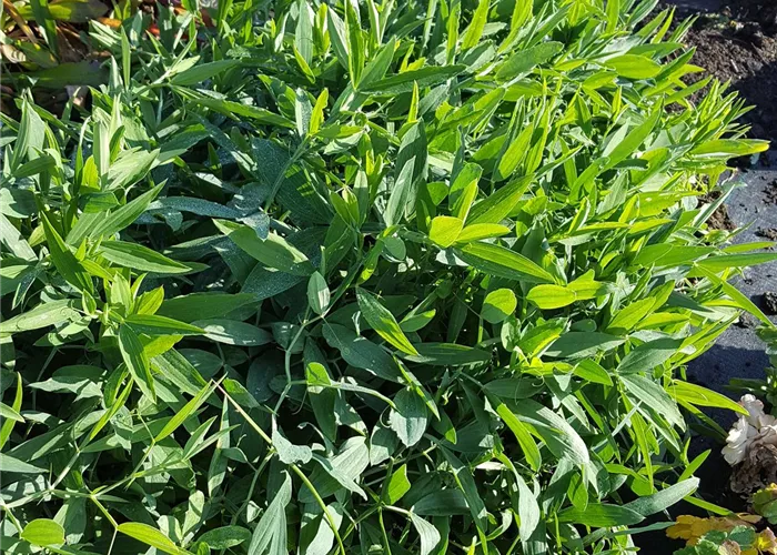 Lathyrus latifolius 'Weiße Perle'