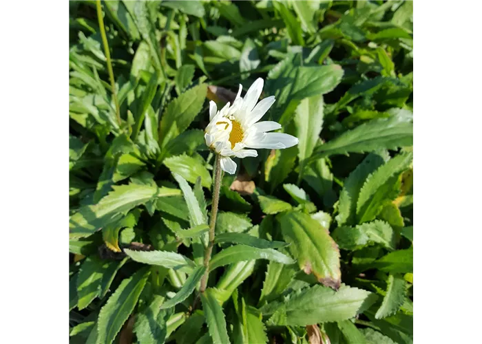 Leucanthemum x superb.'Alaska', gen.