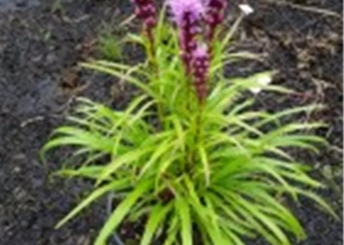 Liatris spicata 'Floristan Violett'