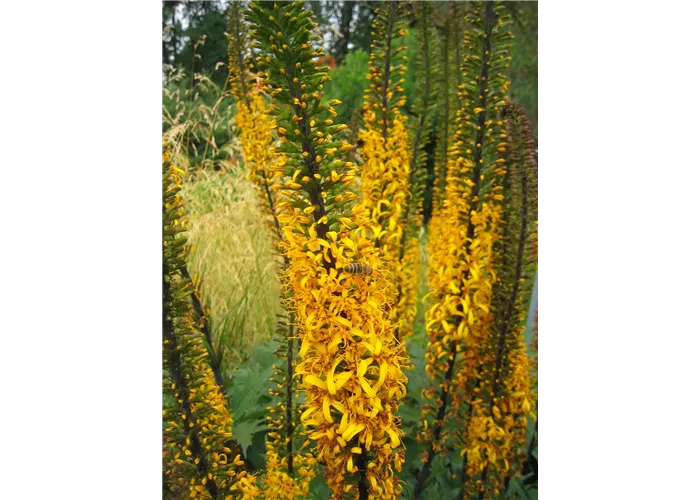 Ligularia przewalskii