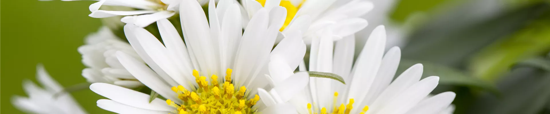 Aster novi-belgii, weiß-blau