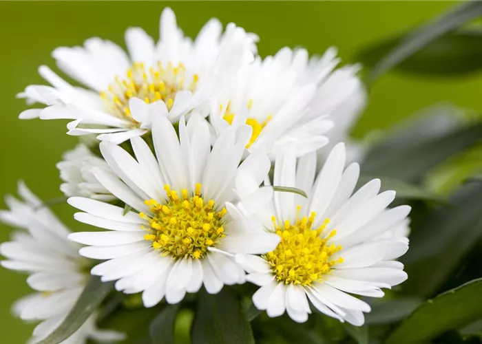 Aster ericoides 'Snowflurry' (=pansus)