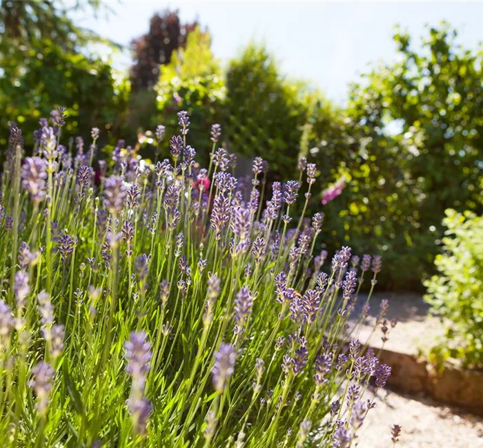 Duft- und Aromagarten