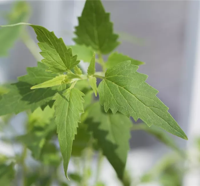 Heil- und Kräutergarten
