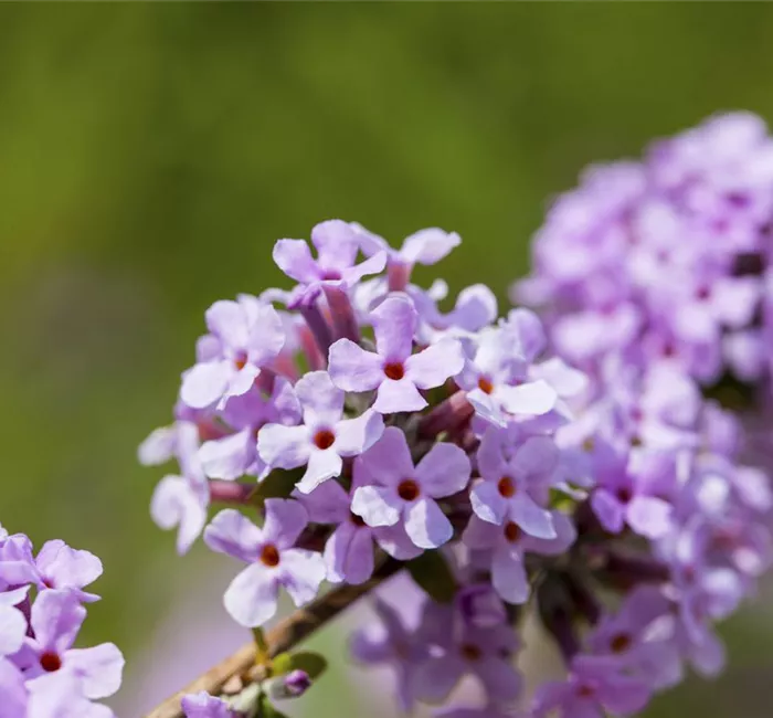 Schmetterlings- und Bienengarten