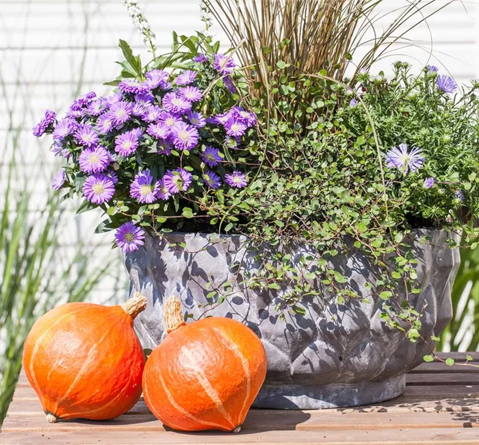 Kübel- und Balkonpflanzen